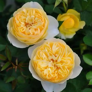 Ludior Rose plant. 萤火虫 Live plant. Japanese Rose plant. Own root