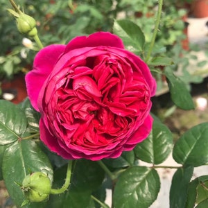 Yves Rose cantina 伊芙酒窖 カンティーナ Strong fragrance. Heat resistance. Continue Blooming.