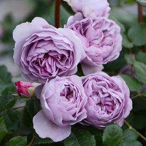Lavender Flower Circus 薰衣草花环 Repeat Blooming Climbing Rose.