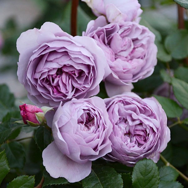 Lavender Flower Circus 薰衣草花环 Repeat Blooming Climbing Lavender Flower Circus 薰衣草花环 Repeat Blooming Climbing