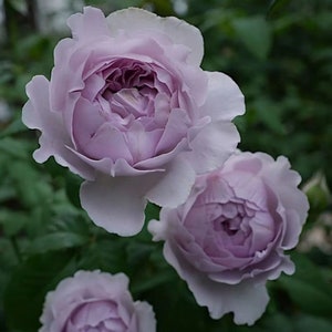 Chinese Rose. 隐隐青 Chinese Rose strong fragrance. Continue Blooming. Own root.free Priority shipping.