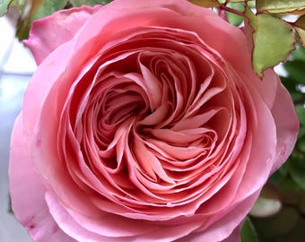 Cut Rose " Catherine " pretty and long lasting vase life.