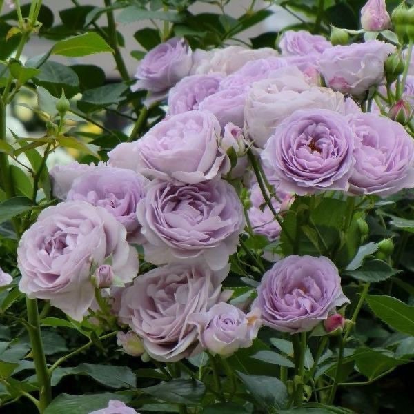 Shinoburedo Rose しのぶれど 蓝色风暴 Blue Storm. Japanese Rose. - Etsy