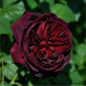 Black Caviar 不眠之夜 Strong fragrance. Continue Blooming. Disease resistance.