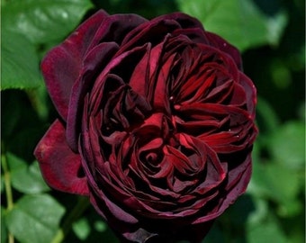 Black Caviar 不眠之夜 Strong fragrance. Continue Blooming. Disease resistance.