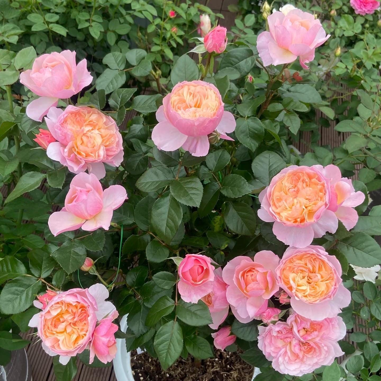 pink rose♡ Yingying Pink 盈盈粉. Pretty Rose. Changing Colors. Big