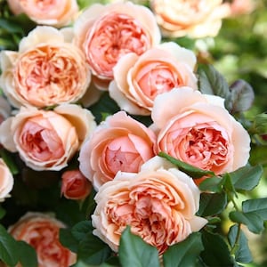 Masora マソラ 真宙 Japanese Rose Super Lovely Big Flowers Heat Resistance ...