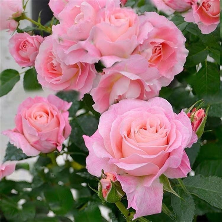 rose pink様❁︎オーダー　ハーバリウム　2027 4/16。:°ஐ* Neptune King Terrazza 海神王阳台 Balcony Rose. Perfect Potter