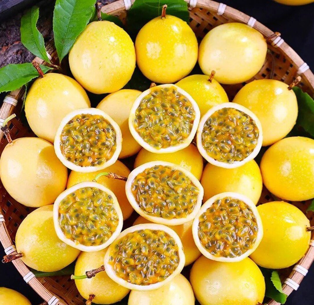 Passiflora Edulis golden Live Plant for Sale. 黄金百香果 1214 Etsy