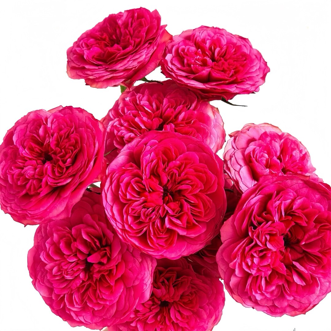 Pickwick Raspberry Rose Lovely Raspberry. Cut Rose. 可爱树莓 - Etsy