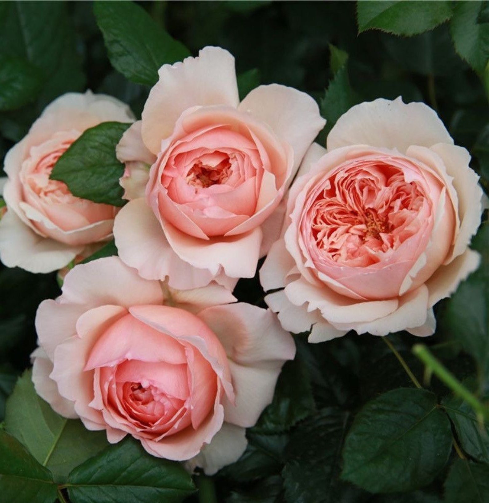 Masora. 真宙 Japanese Rose. Heat Resistance. Disease Resistance. Continue ...