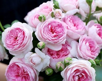 Mon Coeur 我的心モン クゥール Fragrance. Japanese Rose Continue