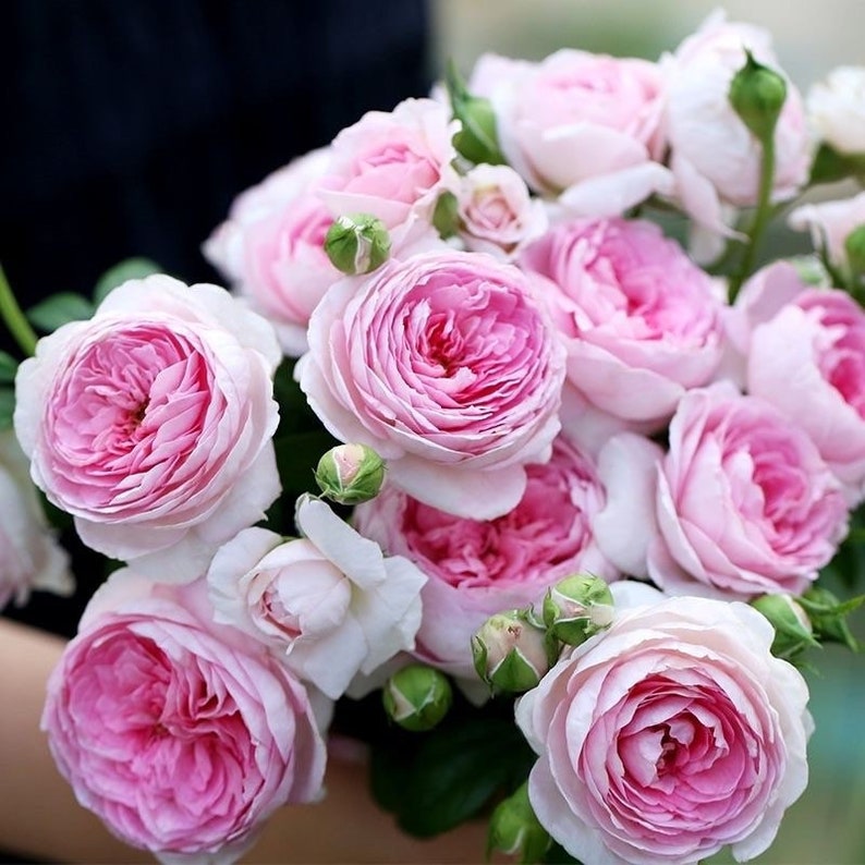 Pu&ograve; includere: Un mazzo di rose rosa chiaro con alcuni boccioli non aperti. Le rose sono disposte in uno stile sciolto e naturale.