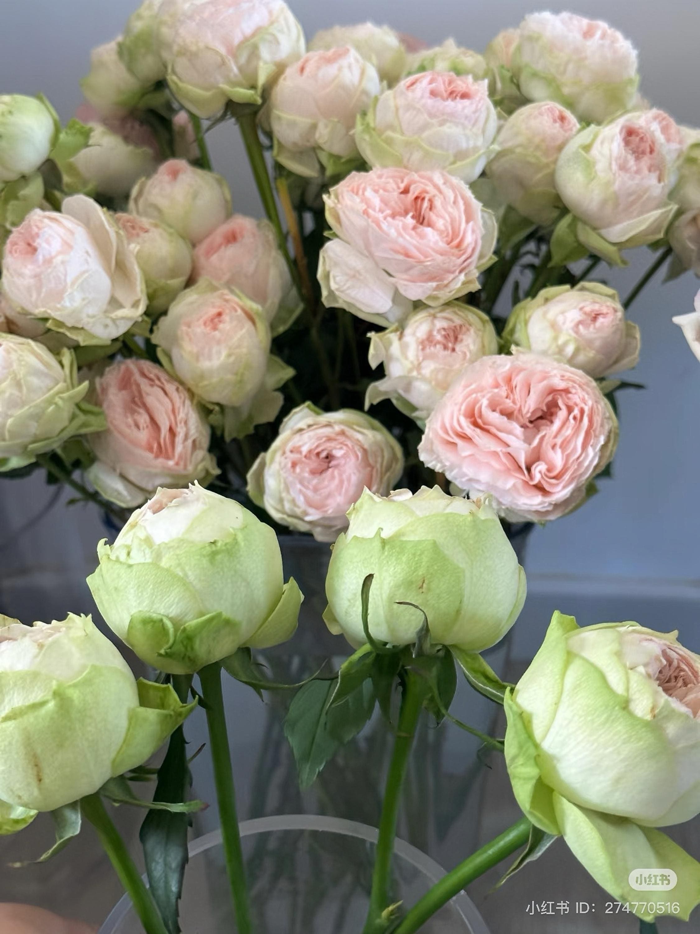 Rose Pinky Pie. 粉红派 - Etsy