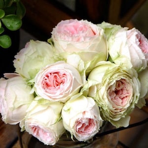 Rose Pompom Verand. 门廊绒球. Pretty and Continue Blooming.
