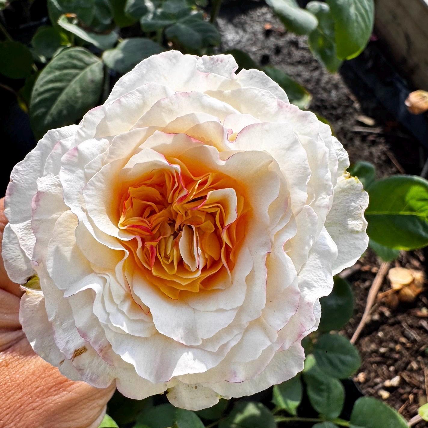 Stylest Rose Stylist Rose. 造型師 Pretty Cut Rose - Etsy