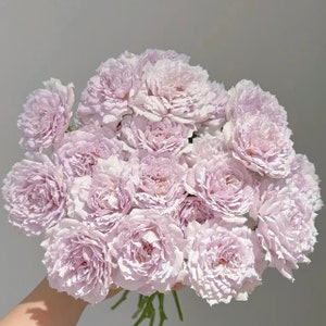 K&ouml;nnte beinhalten: Ein gro&szlig;er Strau&szlig; aus ger&uuml;schten, helllavendelfarbenen Rosen mit vielen dicht gepackten Bl&uuml;tenbl&auml;ttern. Die Blumen zeigen einen sanften, blassvioletten Farbton mit subtilen Farbvariationen in den Bl&uuml;tenschichten, die ein rundes Arrangement bilden.