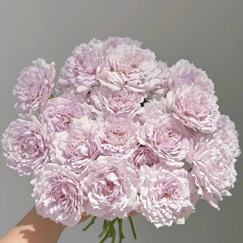 K&ouml;nnte beinhalten: Ein gro&szlig;er Strau&szlig; aus ger&uuml;schten, helllavendelfarbenen Rosen mit vielen dicht gepackten Bl&uuml;tenbl&auml;ttern. Die Blumen zeigen einen sanften, blassvioletten Farbton mit subtilen Farbvariationen in den Bl&uuml;tenschichten, die ein rundes Arrangement bilden.