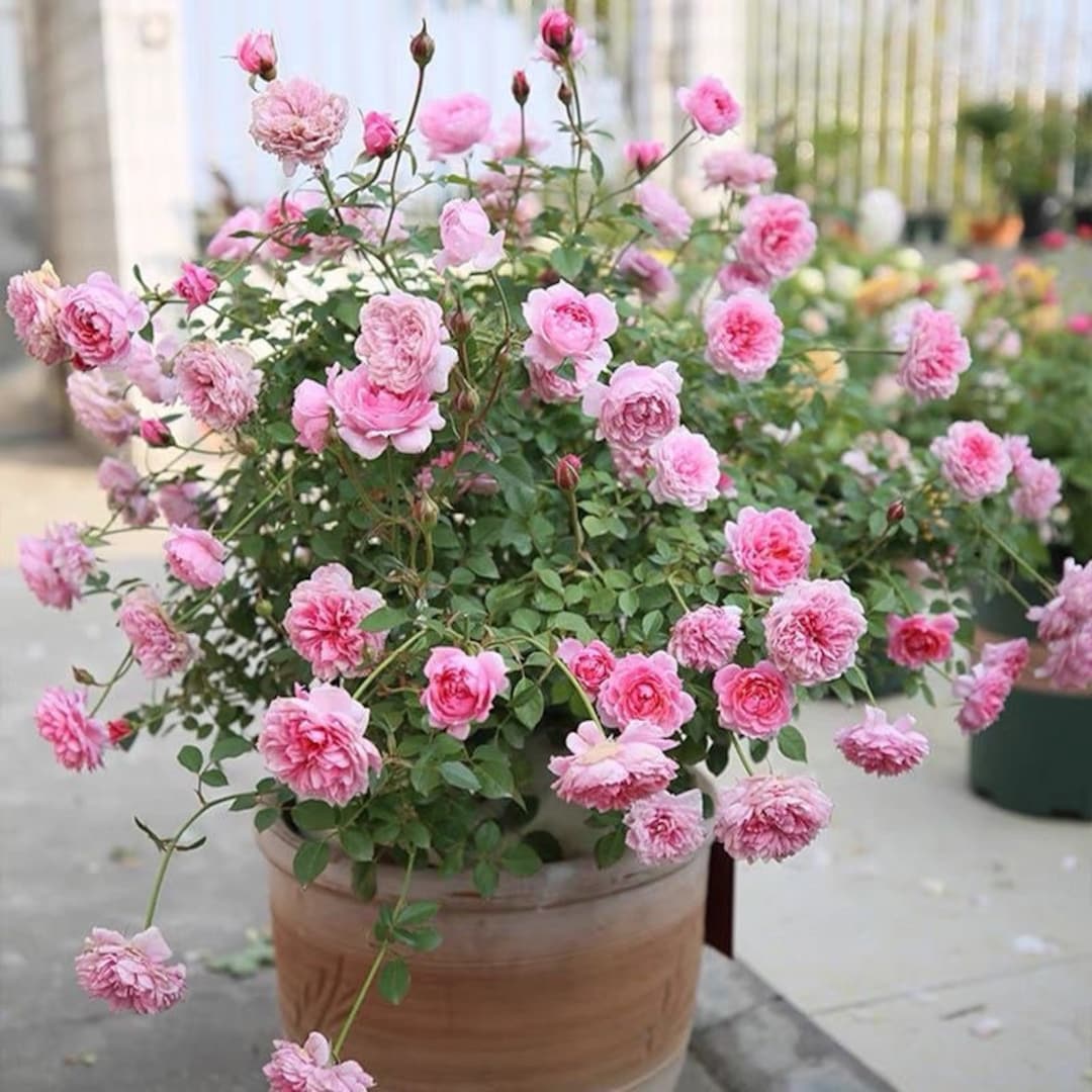 【Lilly.rose様リクエスト】945 微塵唐草7尺輪花皿他4点おまとめにて Lilly.rose様リクエスト】945 微塵唐草7尺輪花皿他4点お