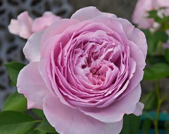 Rose Repartil. 重启 リパルティ―ル New Japanese Cut Rose. - Etsy