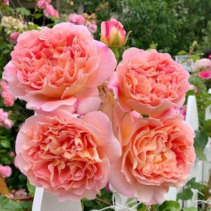 May include: Close-up of four pink and peach roses in full bloom. The roses have a ruffled appearance and are arranged in a cluster.