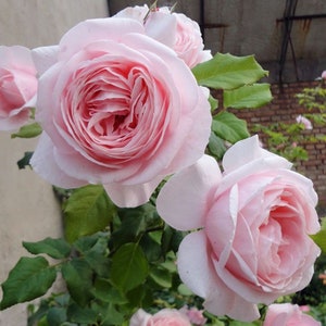 May include: A close-up of a cluster of pale pink roses in full bloom. The roses have a delicate, ruffled appearance and are surrounded by lush green leaves.
