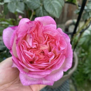 Rose Aube. 破晓. Climbing Rose. Continue Blooming. Fragrance. Japanese Rose. 木村卓工，own root