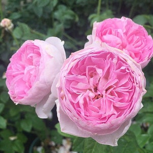 Pu&ograve; includere: Tre rose rosa in piena fioritura con petali delicati. Le rose sono disposte a grappolo, mostrando la loro bellezza e il loro profumo.