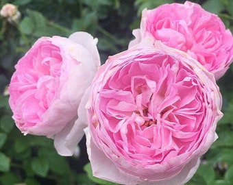 Mon Coeur 我的心モン クゥール Fragrance. Japanese Rose Continue