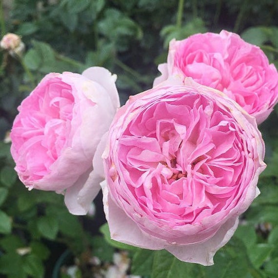 Buy Mon Coeur 我的心モン クゥール Fragrance. Japanese Rose