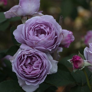 Shinoburedo Rose しのぶれど 蓝色风暴  blue storm. Japanese Rose.