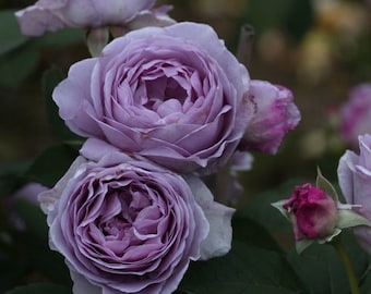 Shinoburedo Rose しのぶれど 蓝色风暴  blue storm. Japanese Rose.