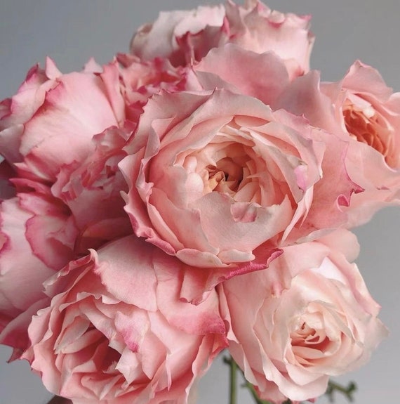 Princess Sakura. 樱花公主 Japanese Rose.continue Blooming Princess Sakura. 樱花公主 Japanese Rose.continue Blooming