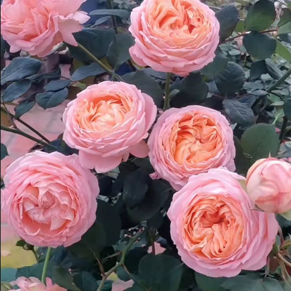 fromJapanchloe rose edition  50ml 未開封 New Rose Embroidery Half-Zip Sweat[LEC1160] – CENO.JP