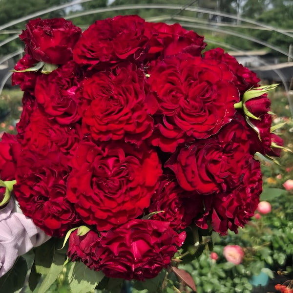 Black pearl. Cut rose plant. Shrub rose.