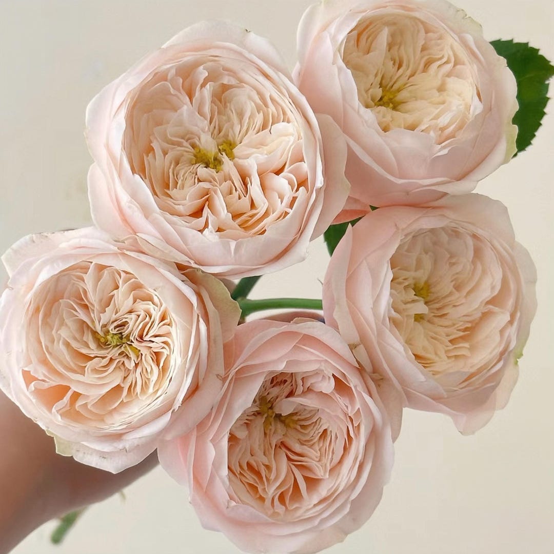 Rose Darlington. 达林顿 Own Root - Etsy
