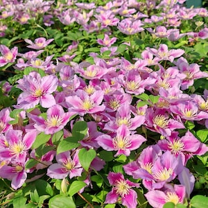 Op de afbeelding: Een close-up van een cluster van roze clematisbloemen met gele centra en groene bladeren. De bloemblaadjes vertonen een reeks roze tinten, wat een rijke, kleurrijke weergave cre&euml;ert. De bloemen staan in volle bloei.