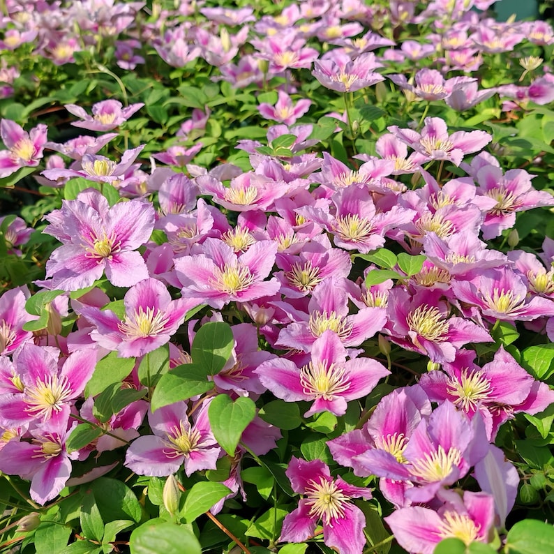Op de afbeelding: Een close-up van een cluster van roze clematisbloemen met gele centra en groene bladeren. De bloemblaadjes vertonen een reeks roze tinten, wat een rijke, kleurrijke weergave cre&euml;ert. De bloemen staan in volle bloei.