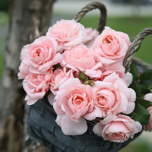 May include: A wicker basket filled with a bouquet of pale pink roses. The roses are arranged in a cluster, with their petals overlapping and creating a soft, romantic look.