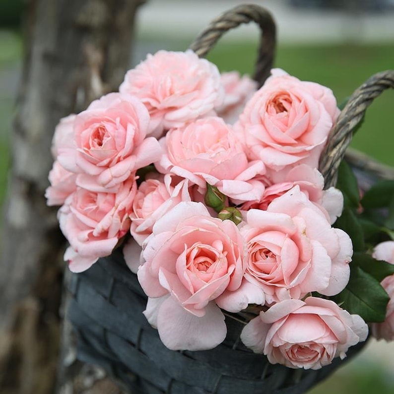 May include: A wicker basket filled with a bouquet of pale pink roses. The roses are arranged in a cluster, with their petals overlapping and creating a soft, romantic look.