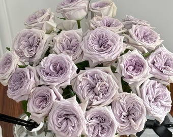 Purple lychee / purple o'hara. Own root. 6“ small plant