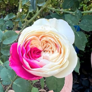 Könnte beinhalten: Nahaufnahme einer Rosenblüte mit einzigartigem Farbverlauf. Die Blüte wechselt von einem leuchtenden Fuchsia auf der einen Seite zu cremeweiß auf der anderen Seite, mit Pfirsich- und Gelbtönen in der Mitte. Grüne Blätter und Stiele sind im Hintergrund zu sehen.