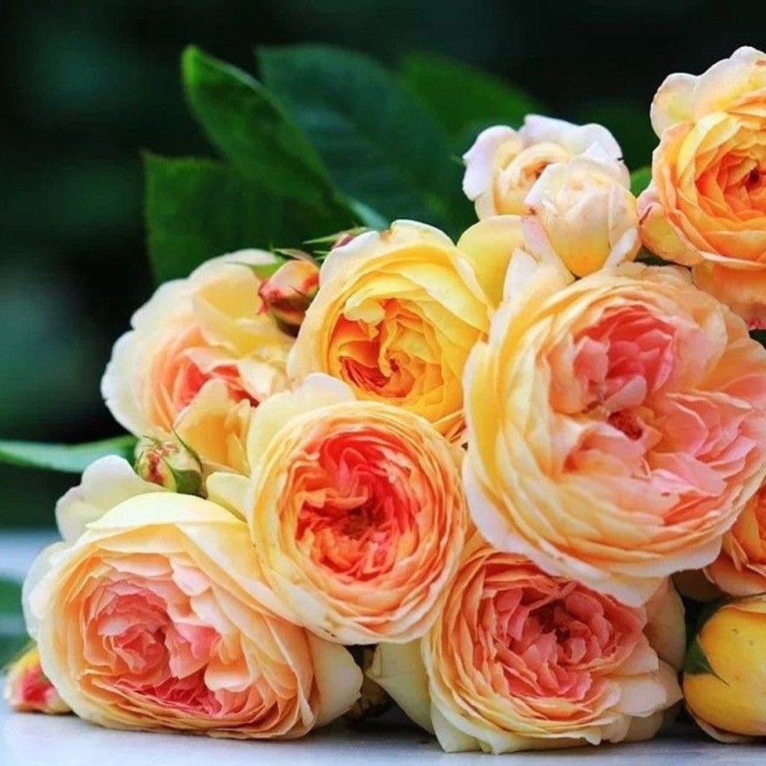 Rosomane Janon. 罗曼尼 詹森. Fragrance. Continue Blooming. France