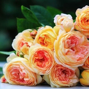 Rosomane Janon. 罗曼尼 詹森. Fragrance. Continue Blooming. France Rose.