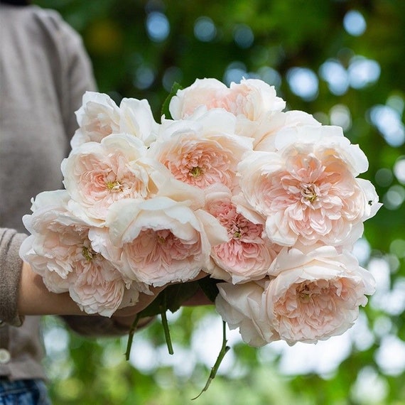 Rare Rose 家书 Jiashu 天狼月季 Continue Blooming. Heat Resistance