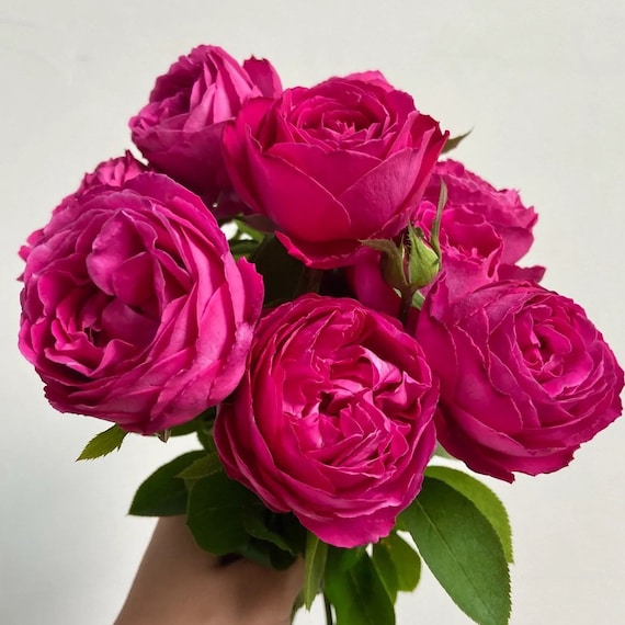 Rose Plum Pudding. 梅子布丁. Rare Rose. Japanese Rose
