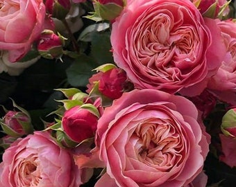 Rose Victoria classic  维多利亚经典 big gallon size plant. Free priority shipping.