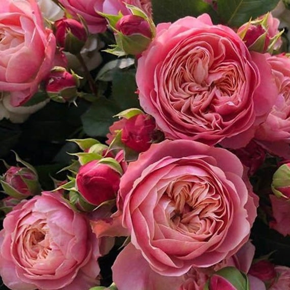 Rose Victoria Classic 维多利亚经典 - Etsy