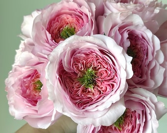 May include: A bouquet of light pink roses with tightly packed petals and a vibrant pink center. The roses have a soft, delicate appearance, with a hint of green at the center. The arrangement is lush and full, showcasing the beauty of the flowers.