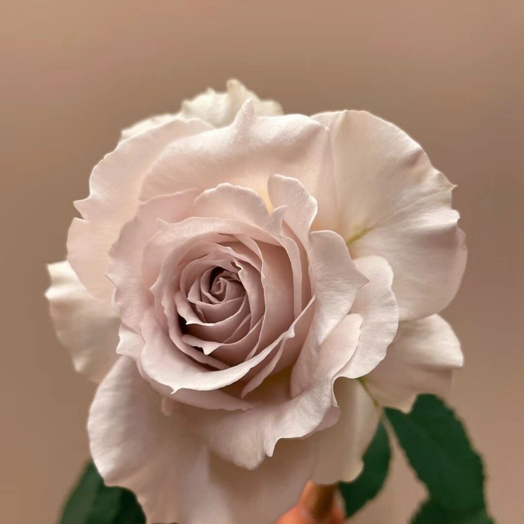 rose♡ Hot Explorer - Tessa The Finest Flowers